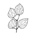 Vector contour branch with leaves