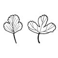 Vector contour cranberry leaves set