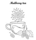 Vector contour cup of Mulberry or Morus herbal tea isolated on white background. Floral elements with outline Mulberry bunch. Royalty Free Stock Photo