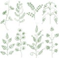 Vector contour doodle drawings of various decorative fantasy plants