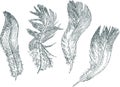 Vector contour drawings of set various pigeon feathers