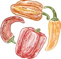 Vector contour drawings of various peppers for cooking painted with watercolor Royalty Free Stock Photo