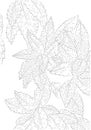 Vector Contour Illustration of Plant Aucuba for Coloring Book