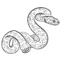 vector contour illustration of a realistic snake with drawn skin and scales Royalty Free Stock Photo