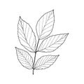 Vector contour walnut leaf