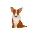 Vector Corgi Colorful Illustration Isolated on White Background.