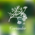 Vector coriander illustration. Hand drawn botanical sketch of Chinese parsley.Spice plant Coriandrum on blur background.