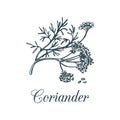 Vector coriander illustration with seeds and flowers.Hand drawn botanical sketch of Chinese parsley.Spice plant isolated