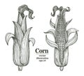 Vector corn on the cob with leaves vintage engraved illustration. Botanical corn. Hand drawn illustration