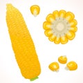 Vector corn. Sweet corn cob.
