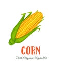 Vector corn vegetable