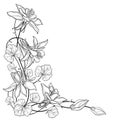 Vector corner bouquet with outline Aquilegia or Columbine flower, bud and leaf in black isolated on white background.