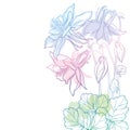 Vector corner bouquet with outline Aquilegia or Columbine flower, bud and leaf in pastel blue and pink isolated on white.