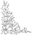 Vector corner bouquet with outline Campanula or Bellflower or Bluebell flower, leaf and bud in black isolated on white background.