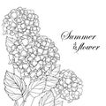 Vector corner bouquet of outline Hydrangea or Hortensia flower bunch and ornate leaves in black isolated on white background. Royalty Free Stock Photo