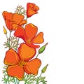 Vector corner bouquet of outline orange California poppy flower or California sunlight or Eschscholzia, leaf and bud isolated. Royalty Free Stock Photo