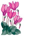 Vector corner bouquet with outline pink Cyclamen or Alpine violet bunch, bud and leaf isolated on white background.