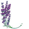 Vector corner bouquet with outline purple Lavender flower bunch, bud and leaves isolated on white background. Ornate Lavender. Royalty Free Stock Photo