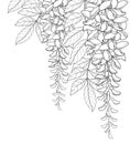 Vector corner bouquet of outline Wisteria or Wistaria flower bunch, bud and leaf in black isolated on white background. Royalty Free Stock Photo