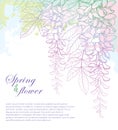 Vector corner bouquet of outline Wisteria or Wistaria flower bunch, bud and leaf on the pastel pink and green textured background.