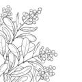 Vector corner branch with outline poisonous plant Privet or Ligustrum. Berry bunch and ornate leaf in black isolated on white. Royalty Free Stock Photo