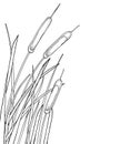 Vector corner bunch of outline Bulrush or reed or cattail with leaves in black isolated on white background. Swamp grass plant. Royalty Free Stock Photo