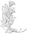 Vector corner bunch of outline toxic Tobacco plant or Nicotiana flower, bud and leaf in black isolated on white background. Royalty Free Stock Photo