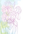 Vector corner composition with outline bouquet of pink Iris flower, bud and leaf on the textured pastel background. Royalty Free Stock Photo