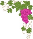 Vector corner floral frame with bunch of pink grapes among leaves and twisting stems. Simple flat clipart of the grapevine Royalty Free Stock Photo
