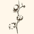 Vector. Cotton - seed pods. Wallpaper.