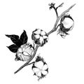 Vector. Cotton - seed pods. Wallpaper.