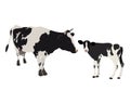 Vector cow with calf in realistic style on a white background. Black and white cow. Royalty Free Stock Photo