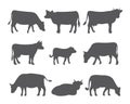 Vector cow and calf silhouettes in different poses. Set of cows isolated on white background. Royalty Free Stock Photo