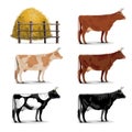 Vector Cow Icons
