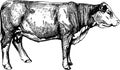 Vector cows graphics illustration farm animals Hereford calf