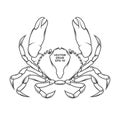 Vector crab illustration