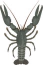 Vector crayfish isolated illustration