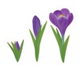 Vector crocuses flowers. Royalty Free Stock Photo