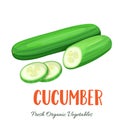 Vector cucumber vegetable