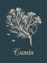 Vector cumin with seeds illustration. Culinary aromatic spice sketch. Botanical drawing in engraving style.