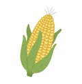 Vector cute corn cob. Autumn vegetable. Flat style yellow veggie. Funny illustration isolated on white background. Healthy food Royalty Free Stock Photo