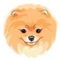 Vector cute dog Pomeranian Royalty Free Stock Photo
