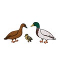 Vector cute outline doodle cartoon Duck family. Gray green male, brown female and yellow brown baby duckling. Isolated hand drawn Royalty Free Stock Photo