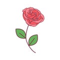 Vector cute single rose. pink rose with green leaves on a long green stem Royalty Free Stock Photo