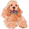 Vector cute sporting dog breed American Cocker Spa Royalty Free Stock Photo