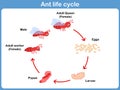 Vector Cycle of ant for kids