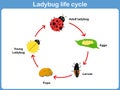 Vector Cycle of ladybug for kids Royalty Free Stock Photo