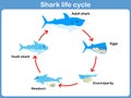 Vector Cycle of shark for kids