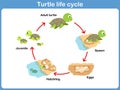 Vector Cycle of turtle for kids