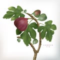 Vector 3D illustration Common Fig Tree Illustration in White